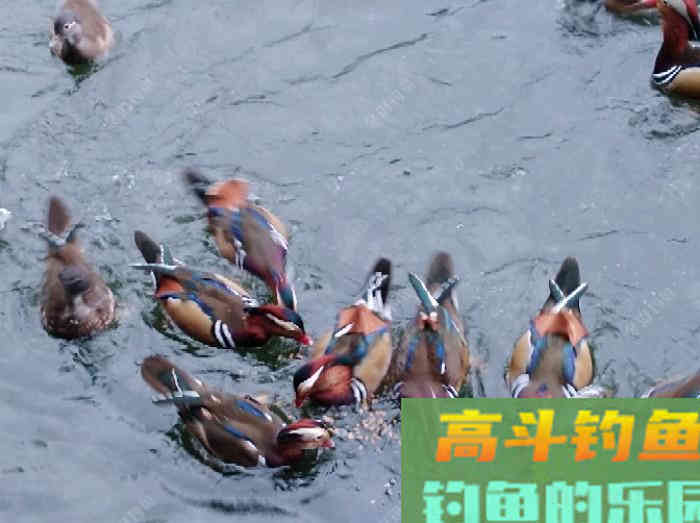 浮漂性能与调钓技巧，调好漂是爆护最关键一步