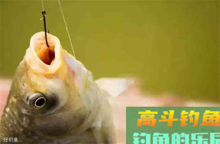 观漂相识鱼，十种常见漂相详解