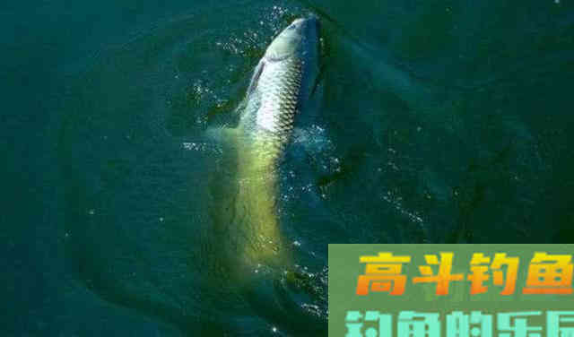 调目和钓目如何设定，前者看饵料，后者看鱼情