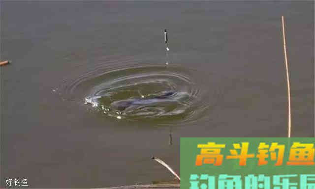 钓鲫鱼的3种看漂技巧