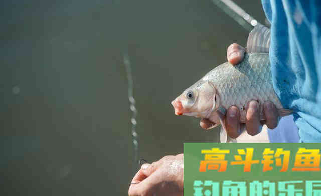 一钩触底一钩悬怎么调？灵敏未必多鱼，野钓建议偏钝