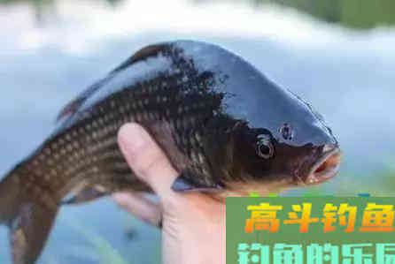调漂不能一成不变，试试这几种调钓手段