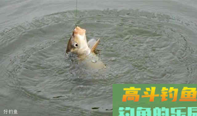 台钓的3大常用调钓手法