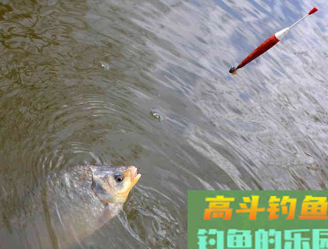 冬季降温自然水域鱼口轻该如何调钓？解析2调钓技巧