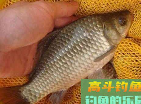 冬季钓鲫鱼怎么调漂？老钓友的调漂思路分析