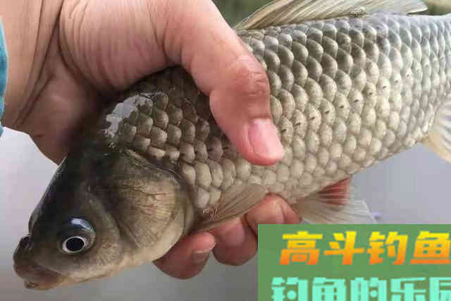 换用麦粒钓鲫鱼，不知钓灵还是钓钝？教你正确做法