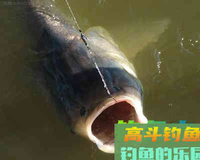 不同对象鱼上钩时的浮漂呈现状态