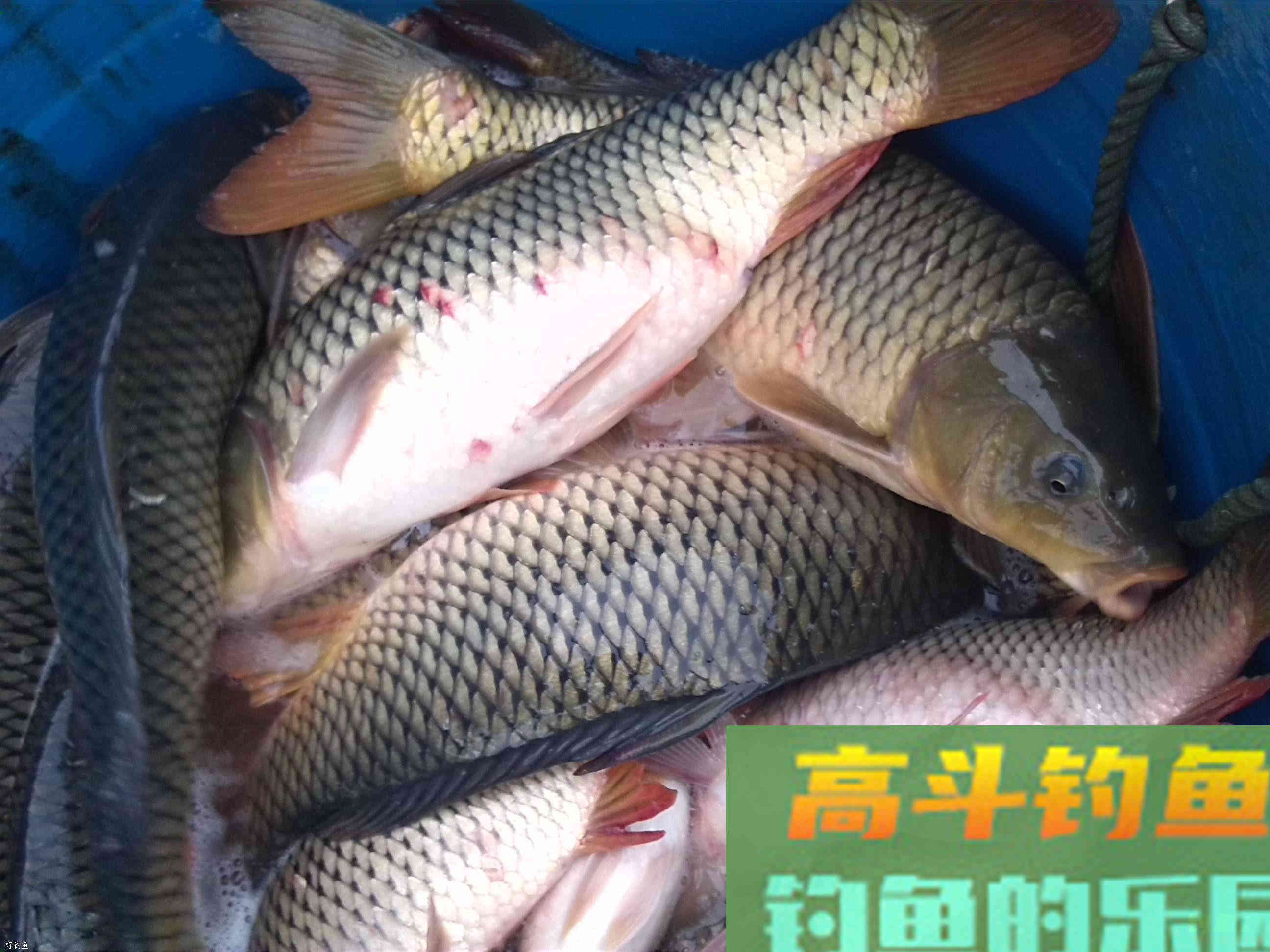 小崔解读：什么是钓灵什么是钓钝？