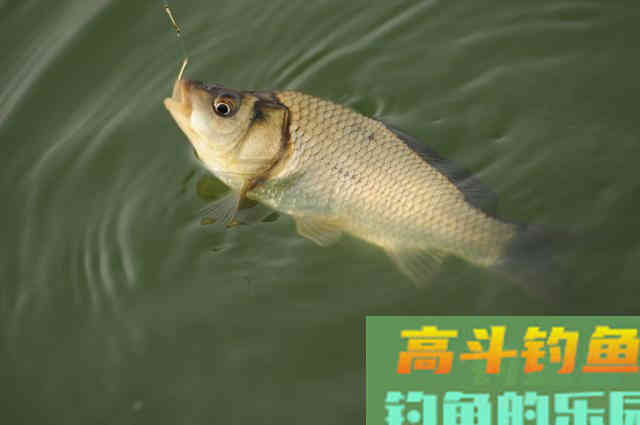 拉饵太轻不压漂，怎么调漂才能精准找底，且保底钩触底