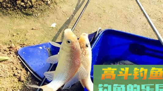 精确调漂找底最佳方法就是用饵来找底