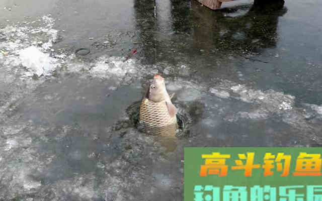 冬钓调漂秘诀，小钩细线配大漂，调钝钓钝抓送漂