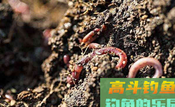 蚯蚓作钓如何正确调漂？我来教你