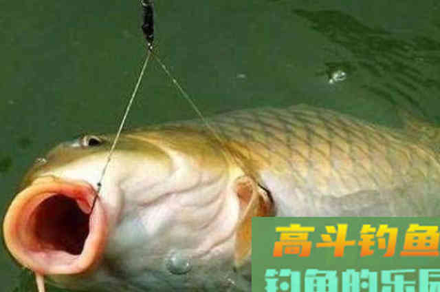 钓鲤鱼的调漂绝活，十用九准，看完莫忽视