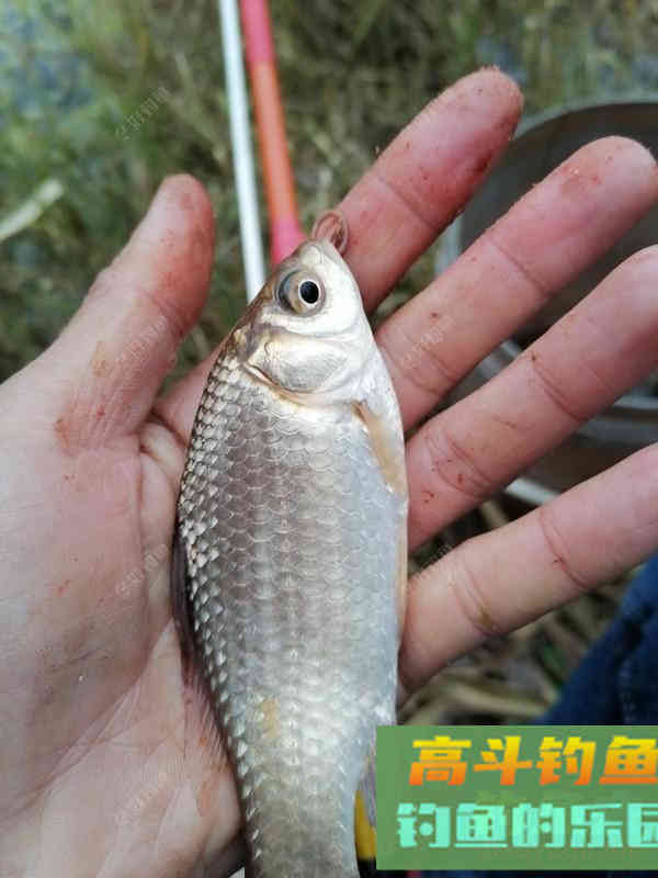 蚯蚓个作钓，钓半水调漂法！及垂钓方法