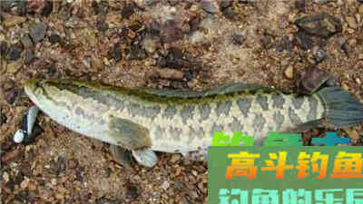 传统星漂钓常见对象鱼的不同漂相