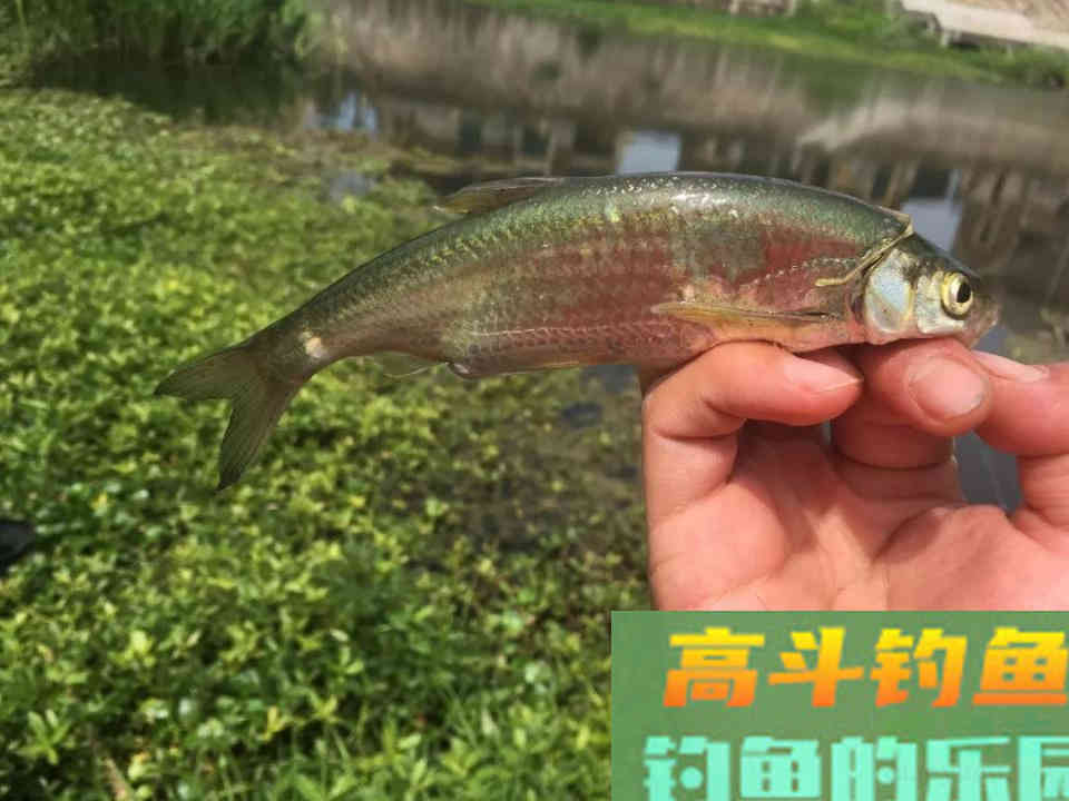 钓浮需要钓多深？钓半水、钓离底和钓水皮的区别和应用