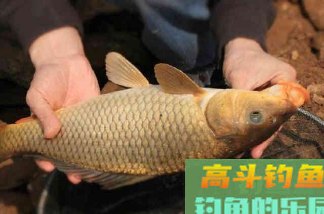 野钓鲤鱼的一些调漂方法与思路，而不是调的越钝越好