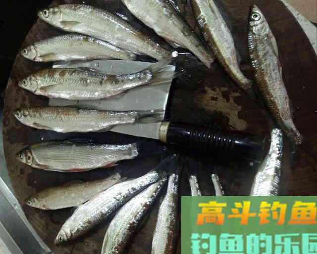 冬季钓小鱼，细钩细线细漂浮底钓法