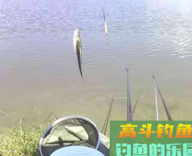 判断鱼有无上钩的5种台钓漂相