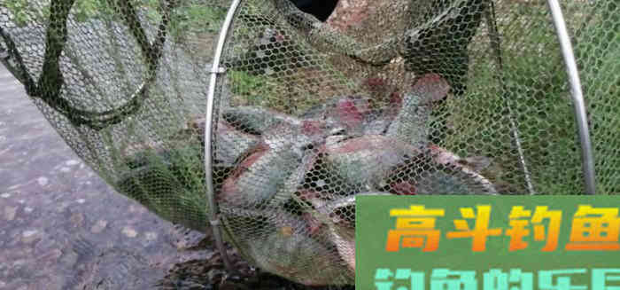 野钓适合调平水钓2目还是调4钓2目，看葫芦怎么玩