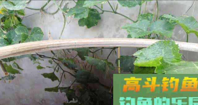 双钩带饵调漂，有两点要注意