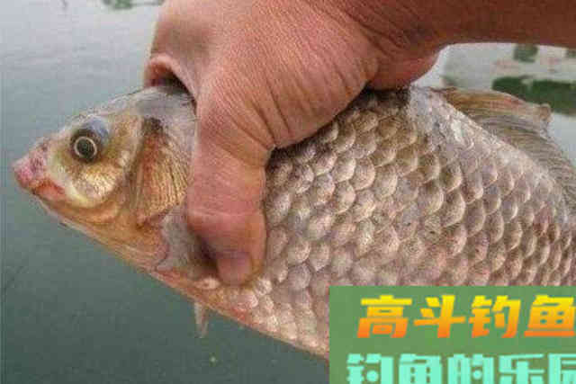 难怪总是钓不好鱼，原来这才是浮漂调钓的精髓