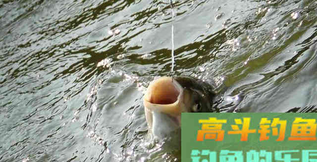 钓鱼时是上钩中鱼好，还是下钩中鱼好？你可能想错了