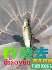 钓鲮鱼你不得不知的几种选漂调漂方法