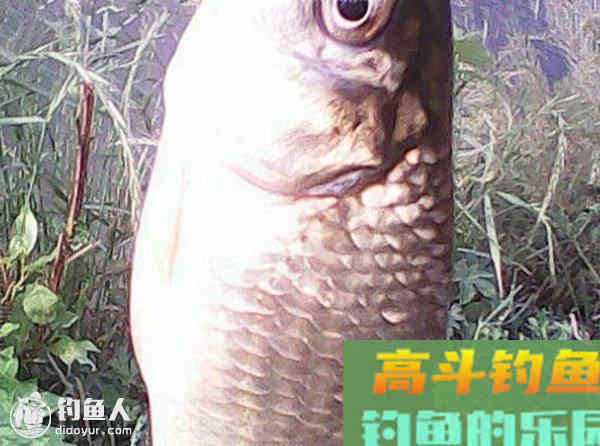 图解鲫鱼的常见咬钩信号漂像