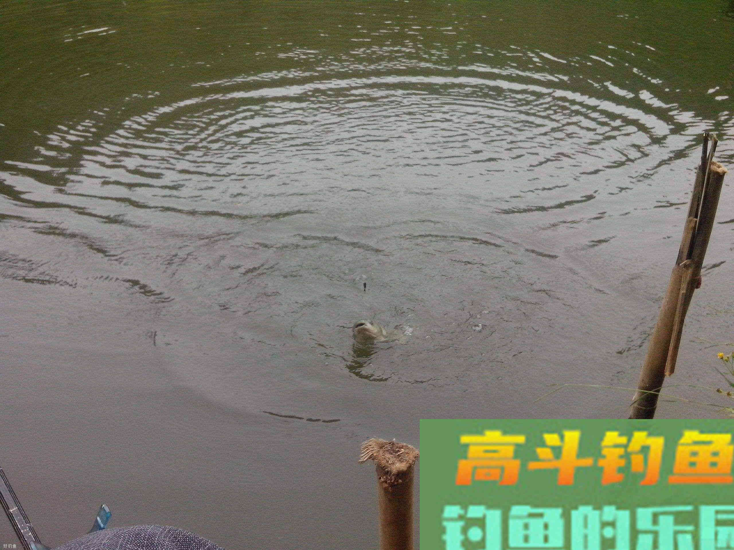 浮漂信号要怎么去解读？6个技巧帮你