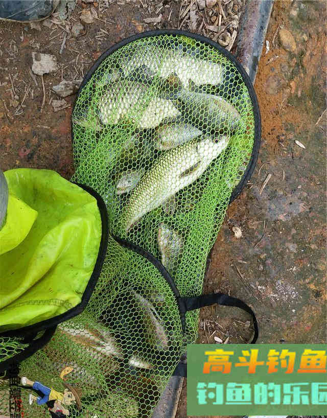 调灵和调钝到底有什么区别？大部分钓友意想不到