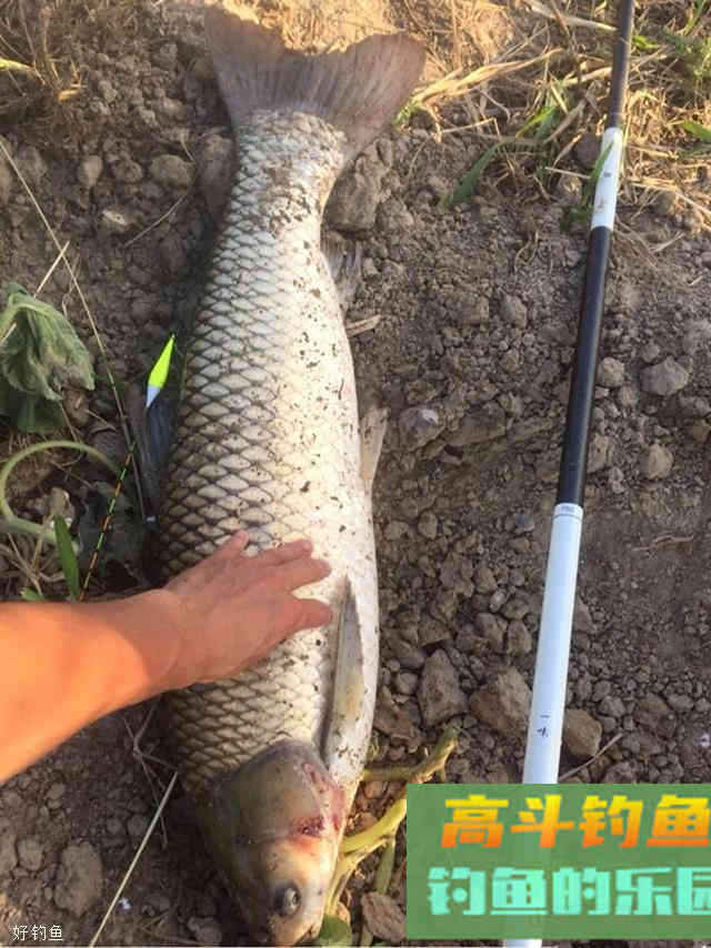 5种鱼咬钩引起的漂相
