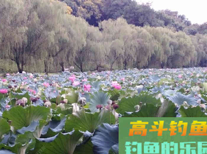 如何判断钓灵了还是钓顿了？