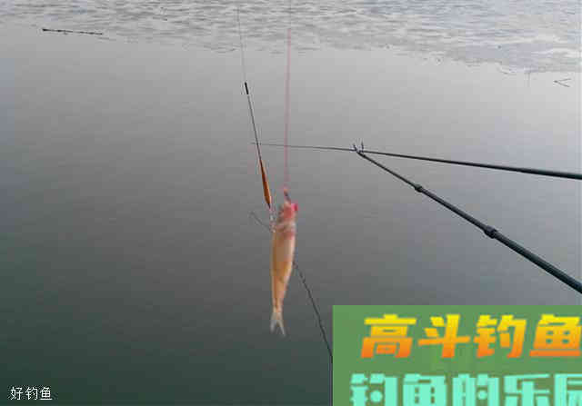 解读顿漂和送漂的浮漂信号