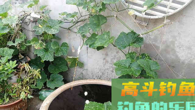 水库作钓双钩带饵调漂的优势，钓底、打浮一招搞定