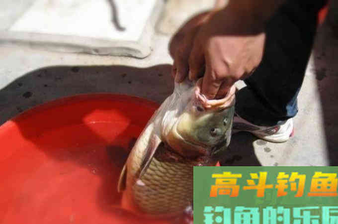 夏季野钓鲤鱼几个常用的调漂方法