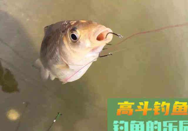 同样是调四钓二，1号浮漂和2号浮漂有何不同