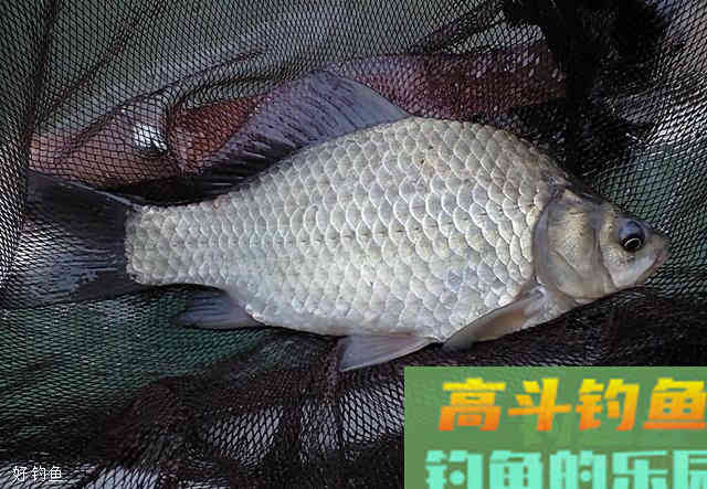 5种鱼咬钩引起的漂相