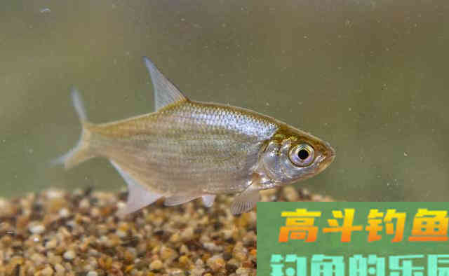 离底钓浮漂调钓之精髓，鱼情变化之反向验证手段