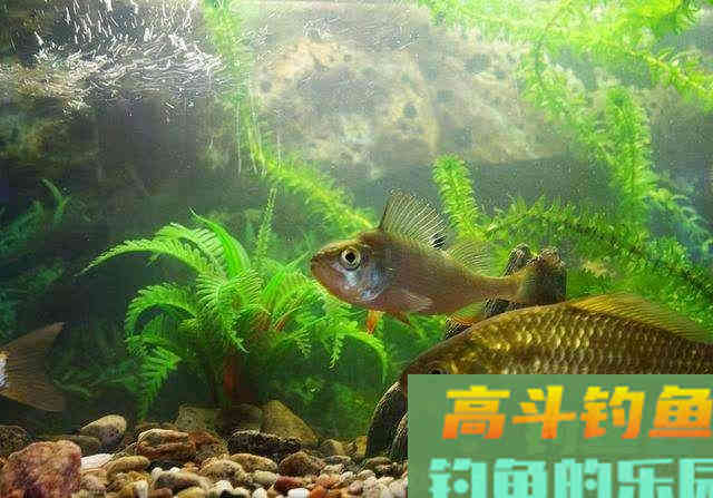 野钓中，精准调漂是很有必要的