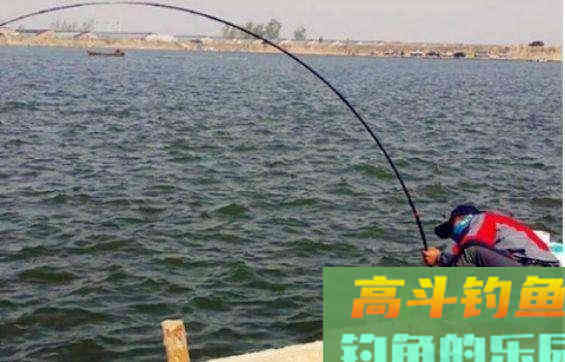 钓目选择钓高还是钓低呢？老钓友的答案