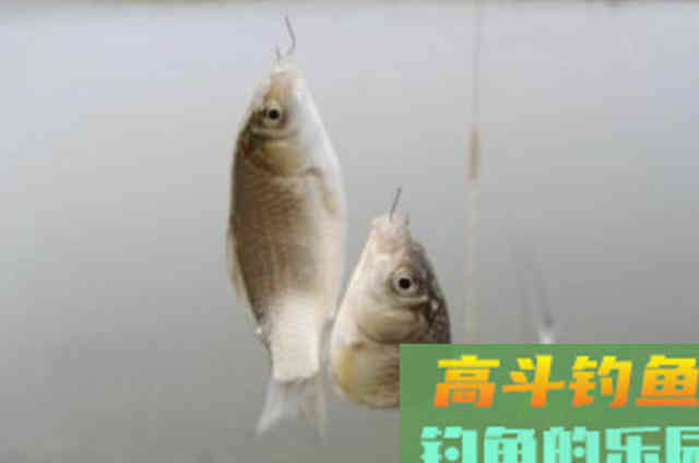 秋季调漂的精髓，十试九准，大鲫鱼狂拉到胳膊疼
