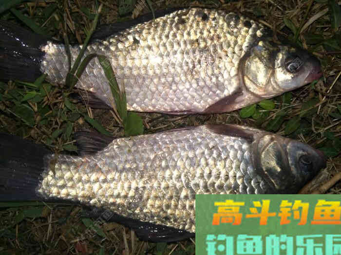 钓鱼小白调漂方法，请大师指正