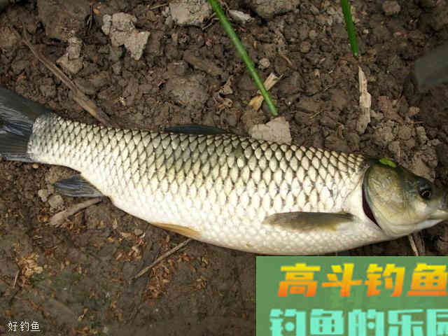 初冬钓鱼老是空竿都是这两种漂相误区惹的祸