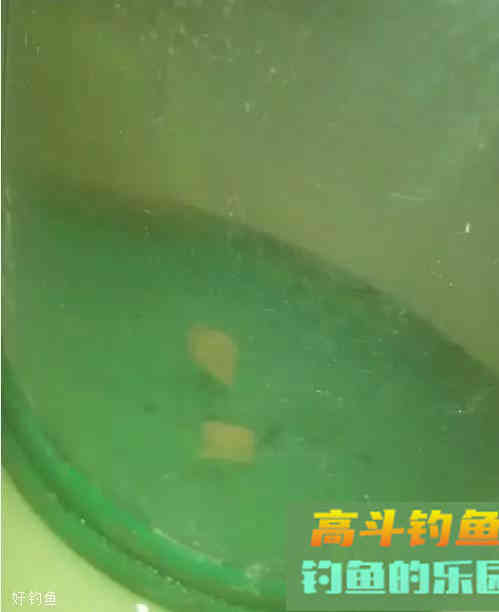 半水调漂挂蚯蚓饵的7个步骤