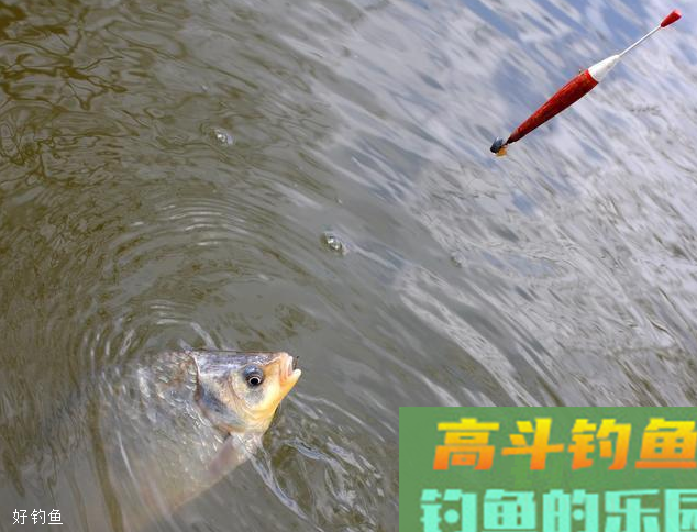 台钓精确调漂技巧，5个步骤以例子来说明