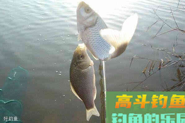 台钓调平水调漂的关键点你确定都学会了？