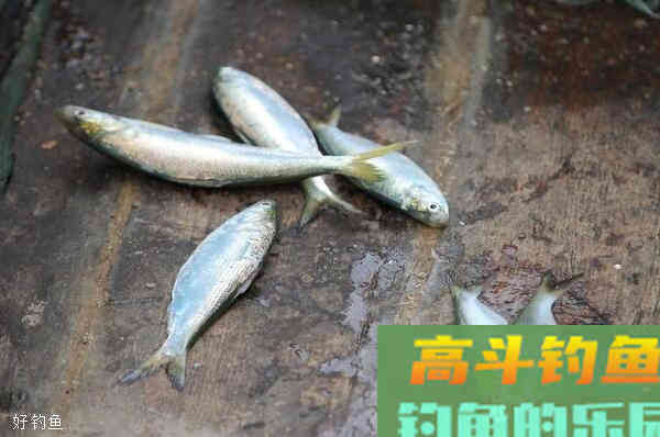 最简单的野钓调漂技巧，一理通百理明