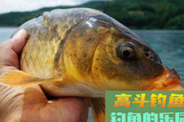 钓鲤鱼一直用的2个调漂套路，10年来一直用