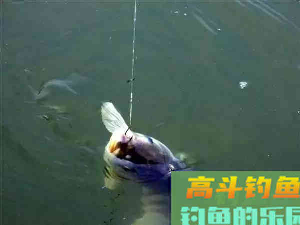 什么是调漂找口，就是调整钩饵位置，方便鱼找口